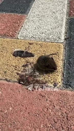   ,       ,   