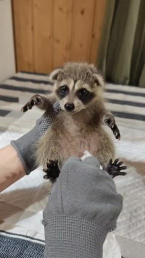      :     20   