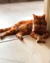 Утренний котик Муфаса крайне серьезен