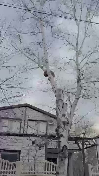 ,    ,  -