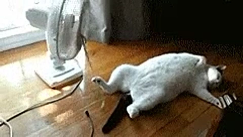   ?     