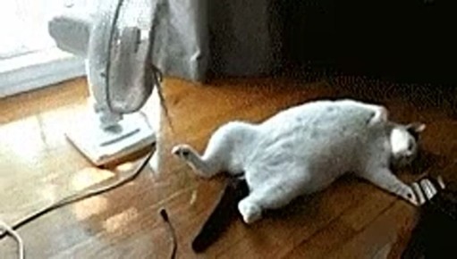   ?     