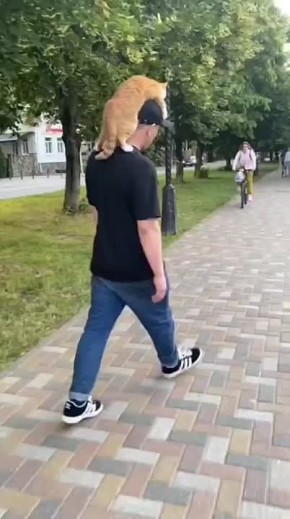     ,             