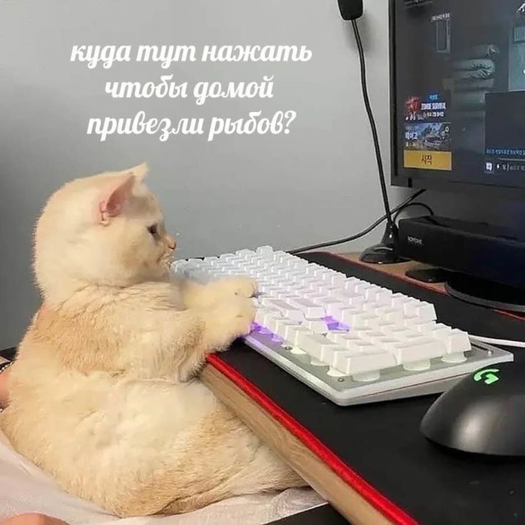 , ,    ?