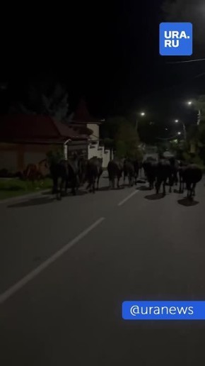 Табун лошадей отправили на штрафстоянку в Кисловодске