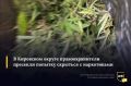 Бегущего с пакетом наркотических растений задержали на окраине Новопавловска