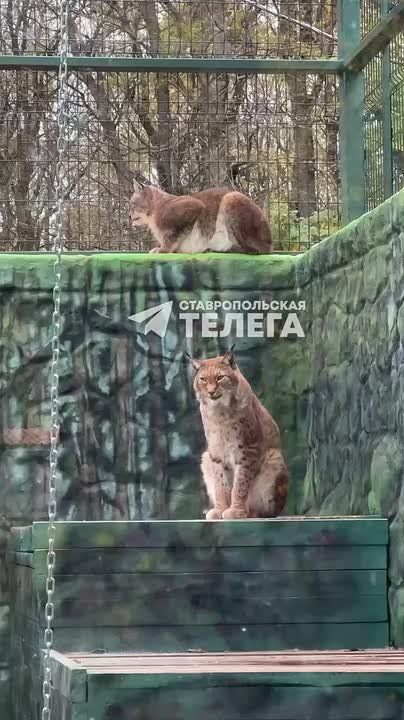 Животные ставропольского зоопарка готовятся к зиме