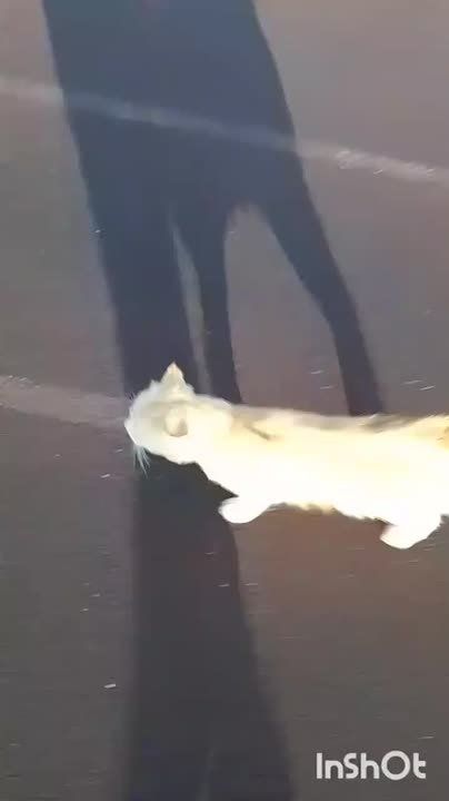 Котик Василий начинает день с пробежки на стадионе