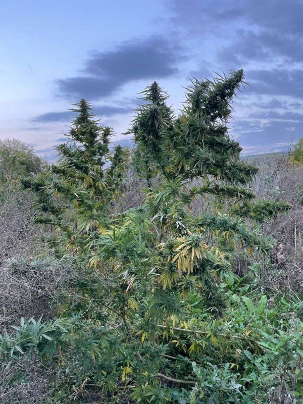 На Ставрополье у жителя Минераловодского округа полицейские обнаружили почти 60 килограммов наркотика