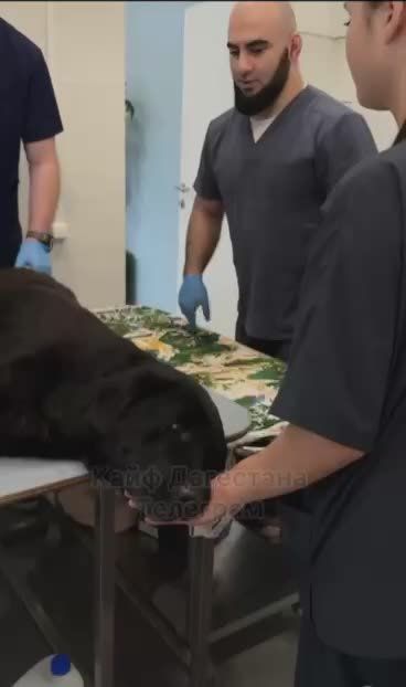 Лабрадор-спасатель погиб от рук живодера в Махачкале