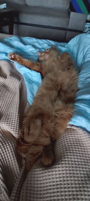 Котику Алексу в эту пятницу очень не хочется вставать