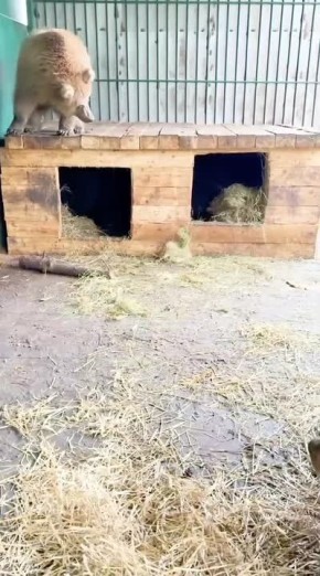 Спасенная в Северной Осетии терхлапая медведица Груша готовится к зимней спячке