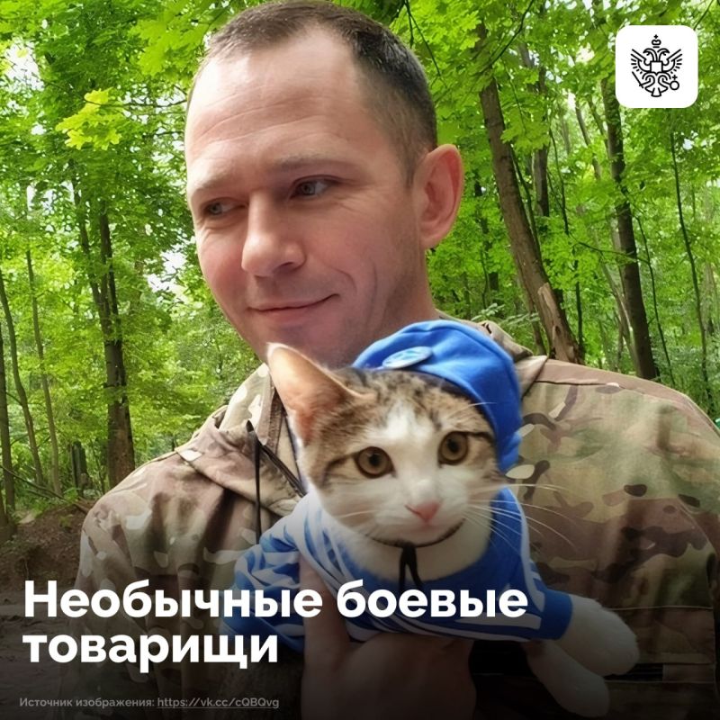 Пушистый спецназ. В боевых отрядах в зоне СВО нашли приют десятки животных