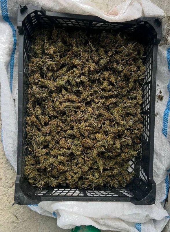 Ящик с наркотическими растениями нашли дома у жителя Новоалександровска