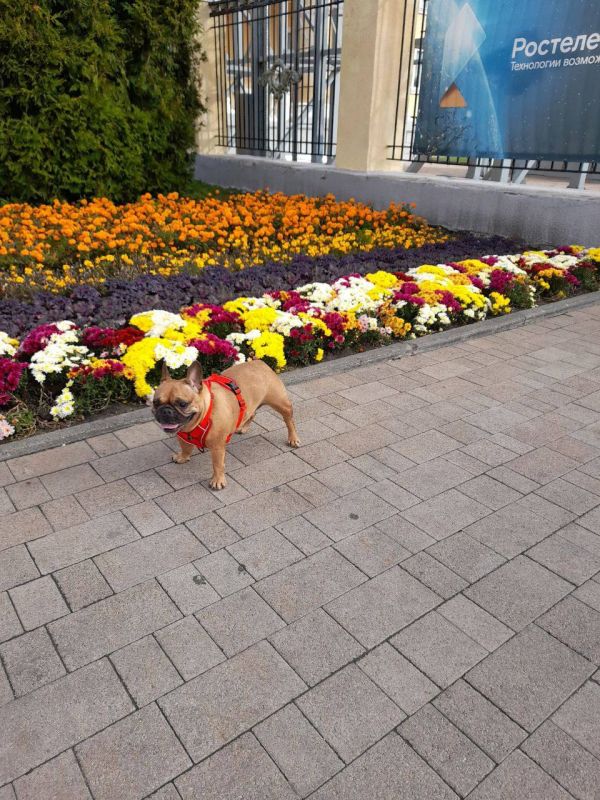 Злата Ториковна демонстрирует нам красоту осенней клумбы