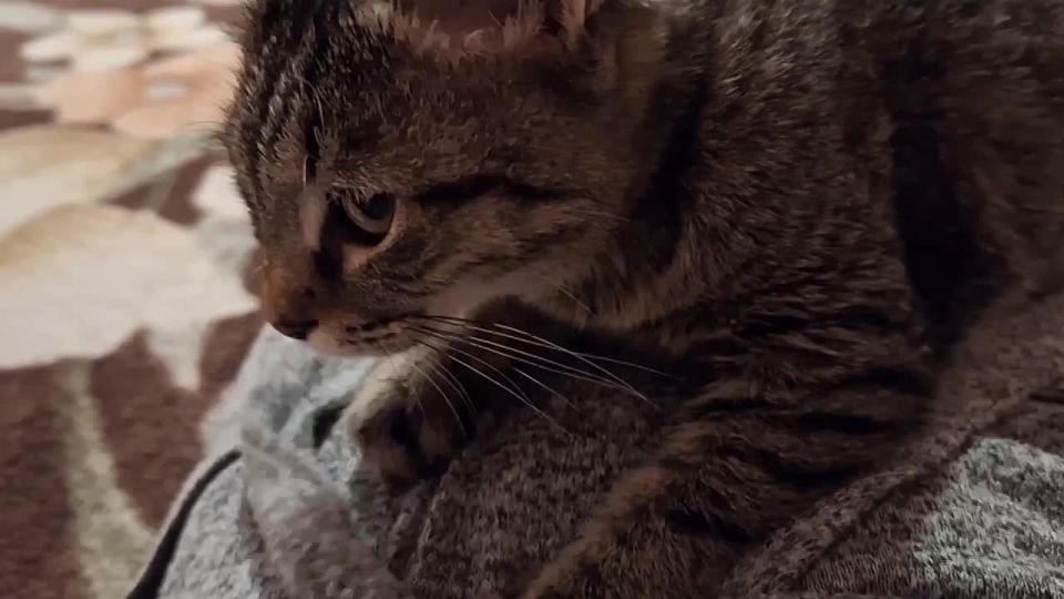 Дарим вам котовий массаж для успокоения нервов перед 6-дневной рабочей неделей