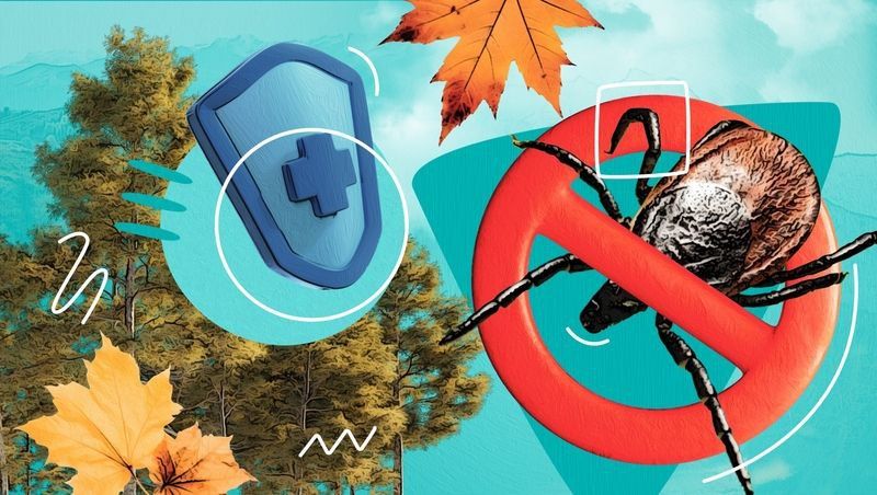 Опасны даже в холода: как избежать клещевых инфекций на Ставрополье