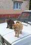 Котики Вайфай и Вася уже на деловом