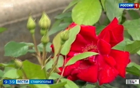 В Национальном парке Кисловодска высадили более тысячи новых кустов роз