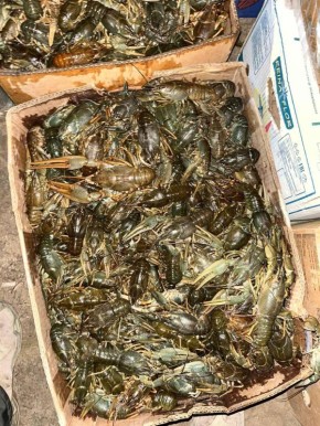1,7 тонны раков не добрались до Ставрополья из Астраханской области