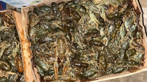 Астраханскими полицейскими проводится проверка по факту реализации 1,7 тонны раков без документов