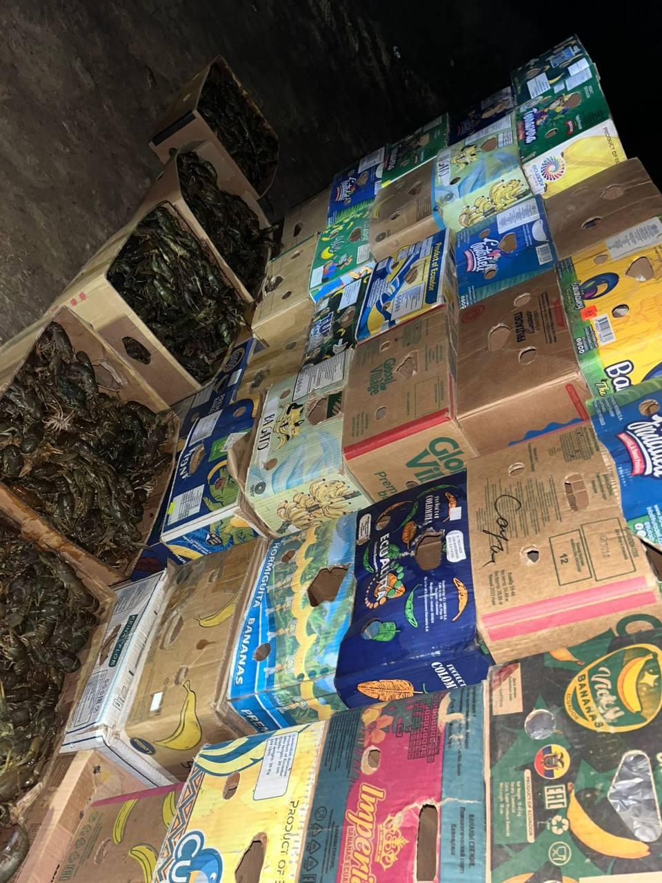 1,7 тонны раков не добрались до Ставрополья из Астраханской области 1,7 тонны раков не добрались до Ставрополья из Астраханской области