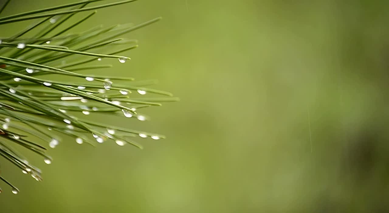 По данным синоптиков, завтра на Ставрополье местами кратковременный дождь, утром в отдельных районах туман