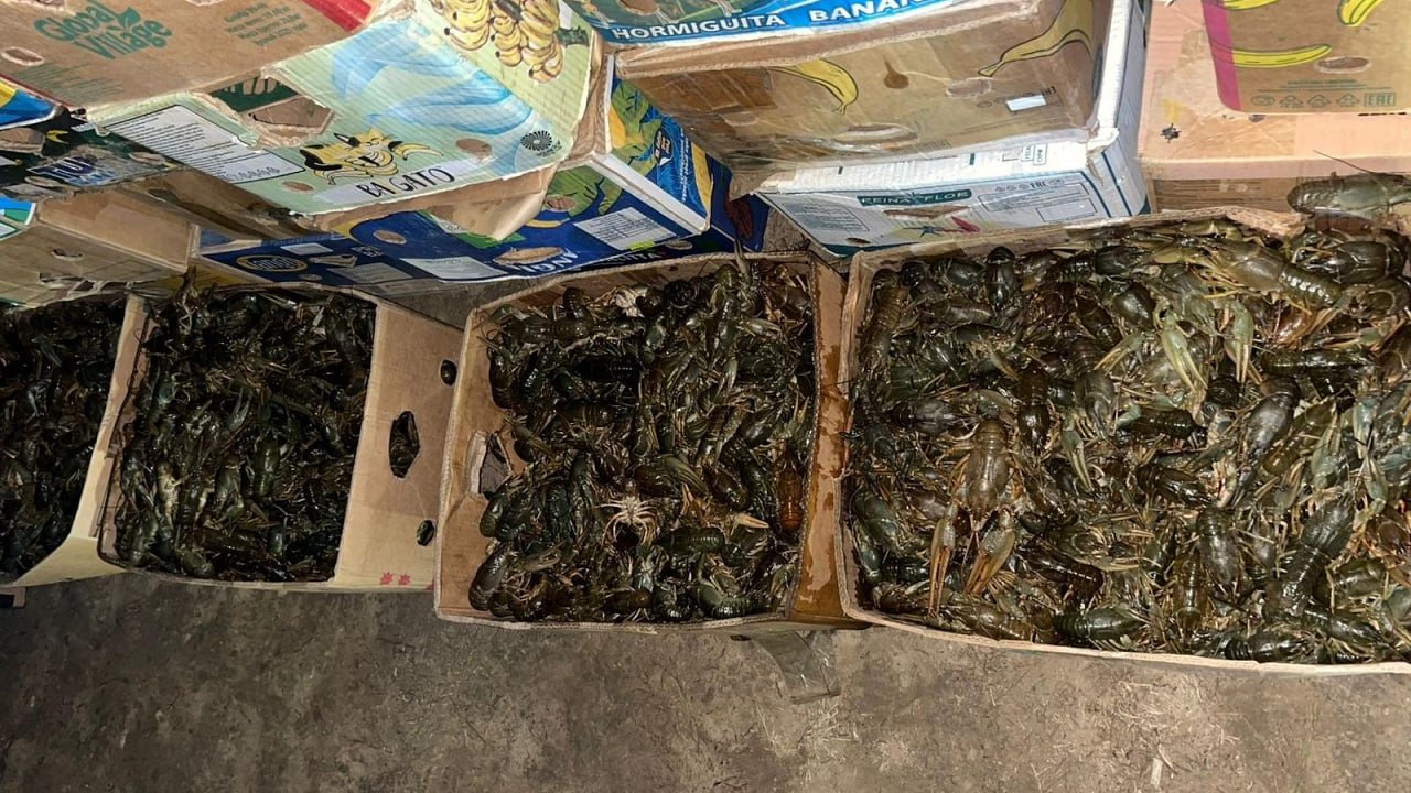 Астраханскими полицейскими проводится проверка по факту реализации 1,7 тонны раков без документов Астраханскими полицейскими проводится проверка по факту реализации 1,7 тонны раков без документов