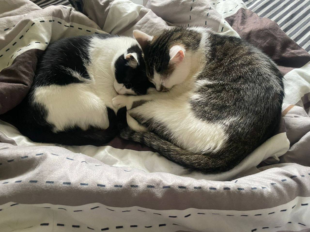 Рецепт для добрейшего утра от котиков — обнимите любимых