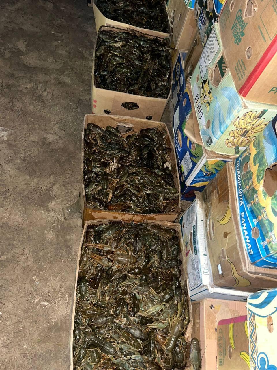 1,7 тонны раков не добрались до Ставрополья из Астраханской области 1,7 тонны раков не добрались до Ставрополья из Астраханской области