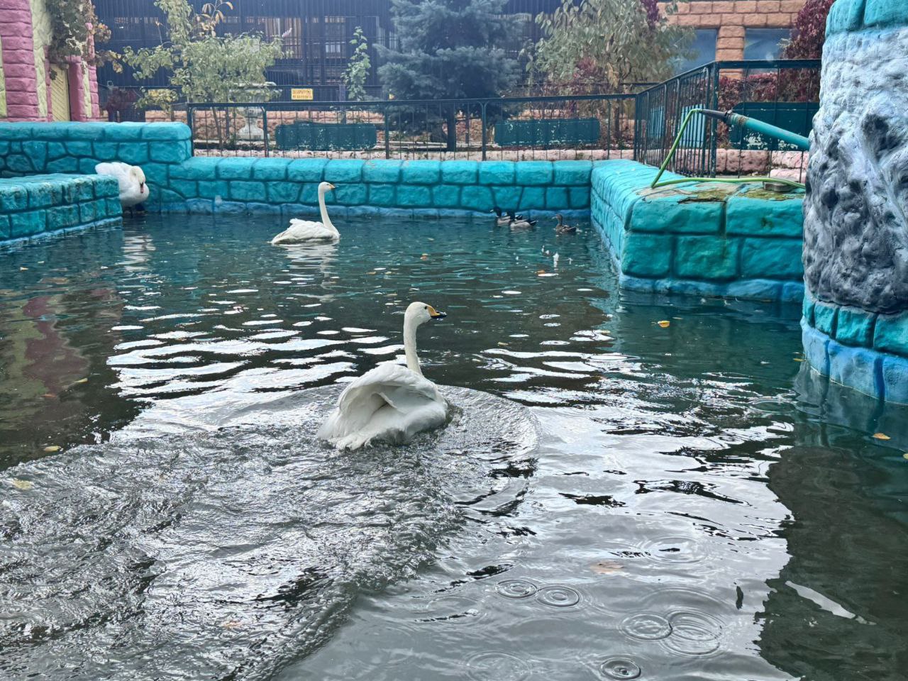 Лебеди из Центрального парка Ставрополя отправились зимовать в зоопарк парка Победы