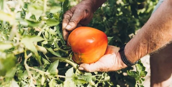 Томат Бычье сердце: секреты успешного выращивания и кулинарные перспективы