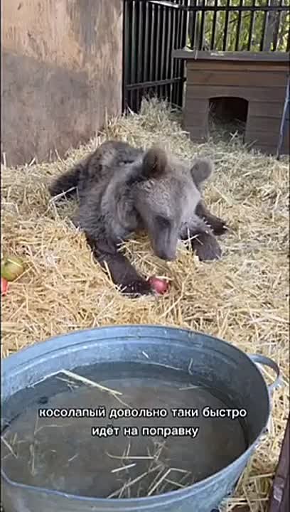 Мишка, который попал под колеса в Северной Осетии, идет на поправку