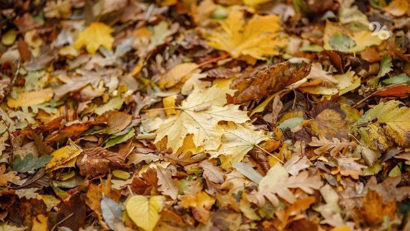 О рисках во время фотосессий в осенней листве предупредил минздрав Ставрополья