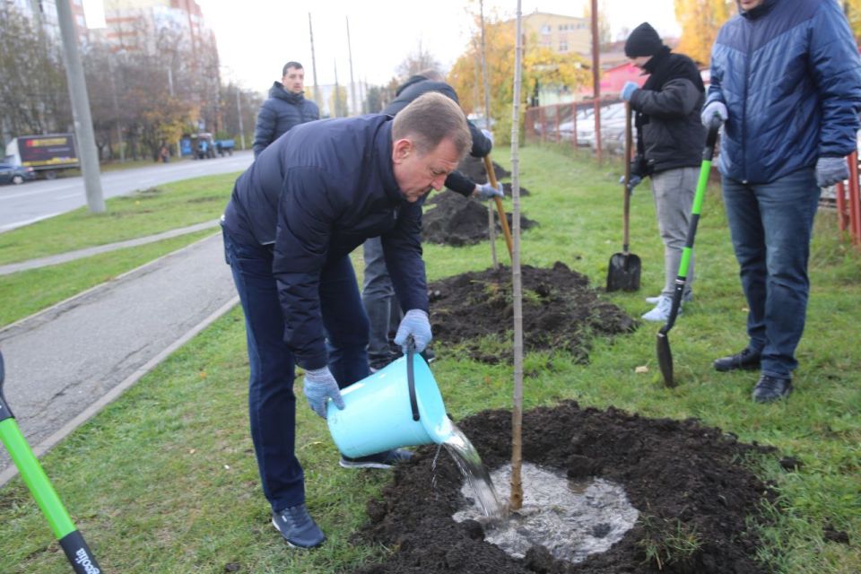 Более 700 деревьев высадили на улицах Ставрополя