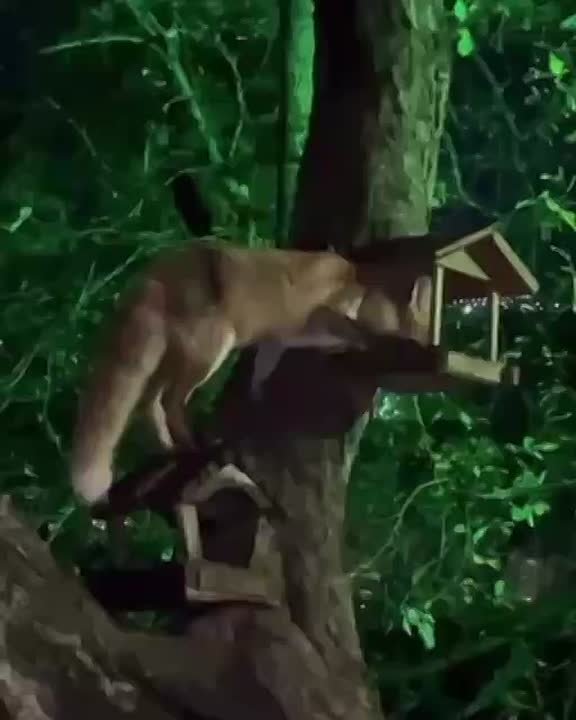 Лиса обворовала кормушку для птиц в Курортном парке Железноводске