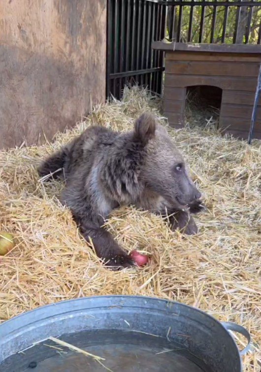 Ставропольские волонтеры спасают медвежонка