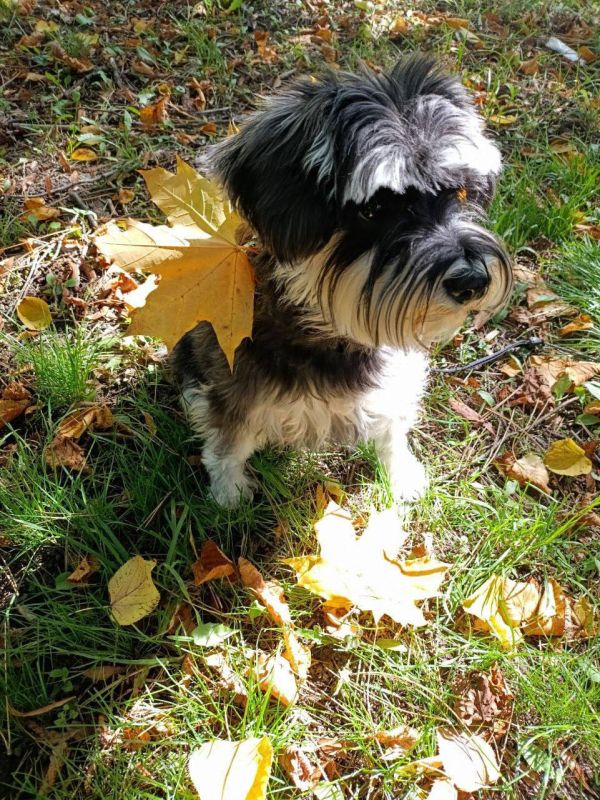 Цвергшнауцер по имени Моночка желает всем хорошей погоды и отличного настроения в начале длинных выходных!