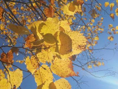 Короткая рабочая неделя порадует ставропольцев теплой погодой