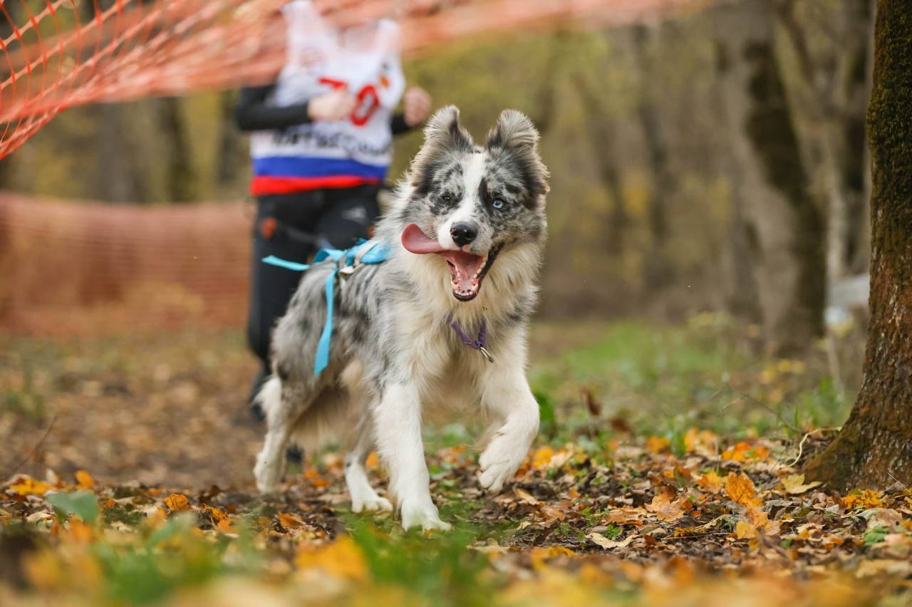 Кинологический спорт — на Кавминводах Кинологический спорт — на Кавминводах