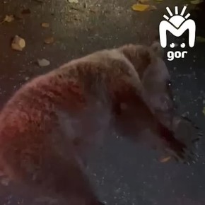 Медвежонка из Северной Осетии спасают в Ставрополе