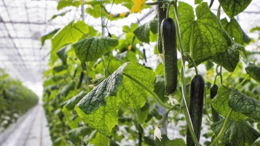 Ставропольский агрохолдинг «Династия» вошел в топ-100 инвесторов Forbes