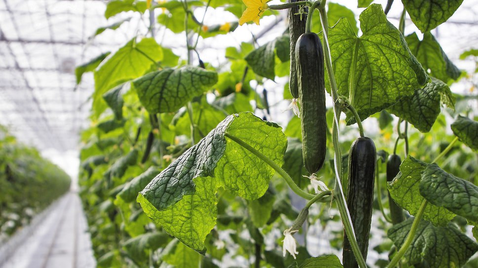 Ставропольский агрохолдинг «Династия» вошел в топ-100 инвесторов Forbes