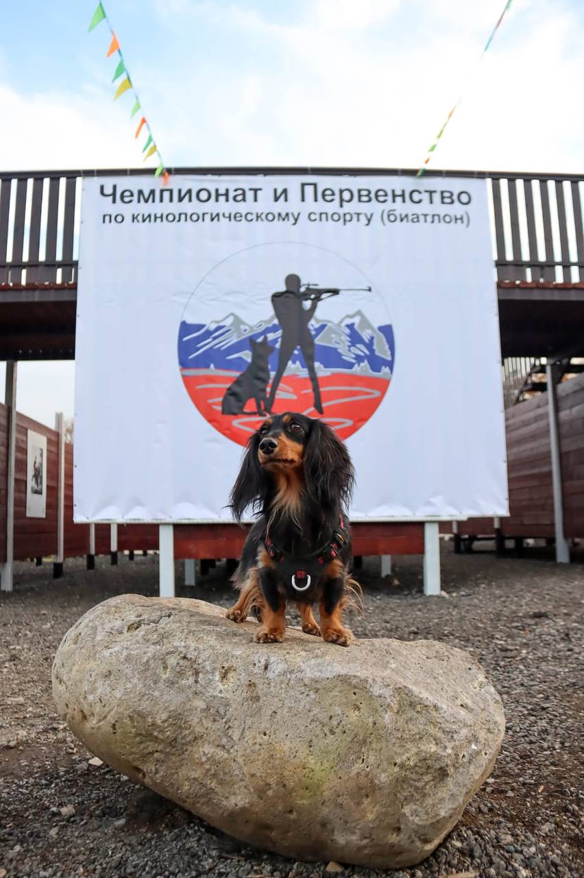 Кинологический спорт — на Кавминводах Кинологический спорт — на Кавминводах