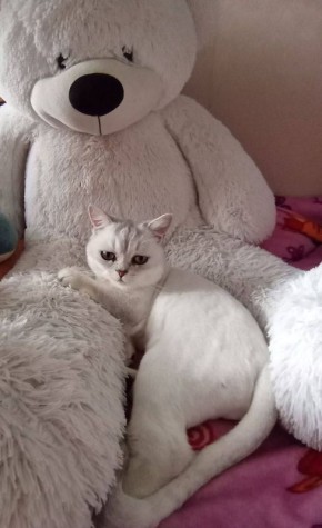 Котик Лаки желает отличного настроения в начале короткой рабочей недели!