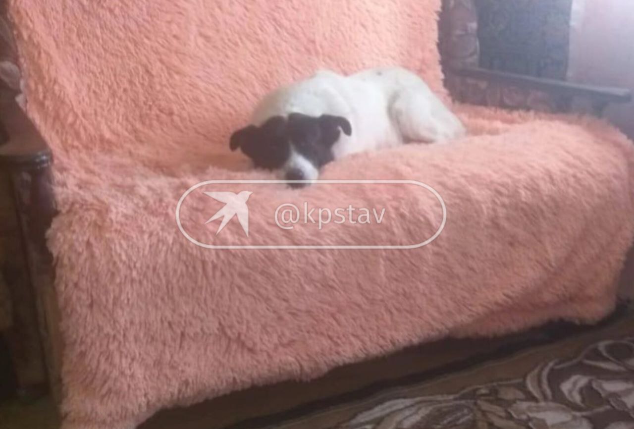 Жительницу Кисловодска обязали избавиться от 13 домашних собак из-за жалоб соседа Жительницу Кисловодска обязали избавиться от 13 домашних собак из-за жалоб соседа