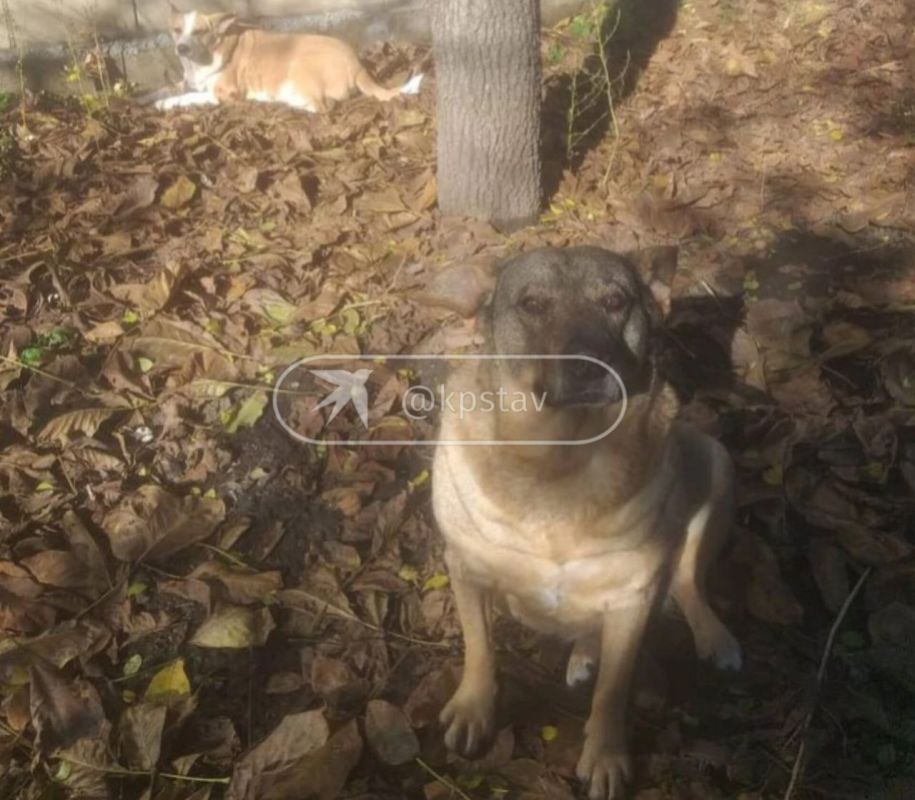 Жительницу Кисловодска обязали избавиться от 13 домашних собак из-за жалоб соседа