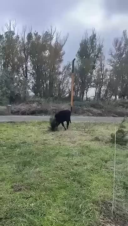 Банда коров забрала у жителей Махачкалы целый парк