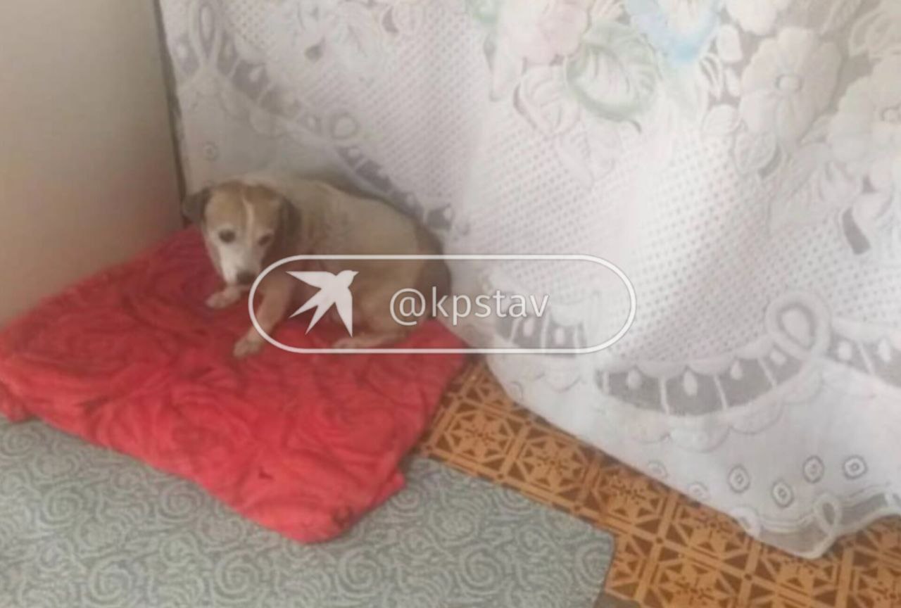 Жительницу Кисловодска обязали избавиться от 13 домашних собак из-за жалоб соседа Жительницу Кисловодска обязали избавиться от 13 домашних собак из-за жалоб соседа