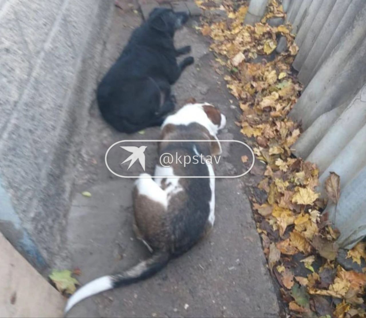 Жительницу Кисловодска обязали избавиться от 13 домашних собак из-за жалоб соседа Жительницу Кисловодска обязали избавиться от 13 домашних собак из-за жалоб соседа